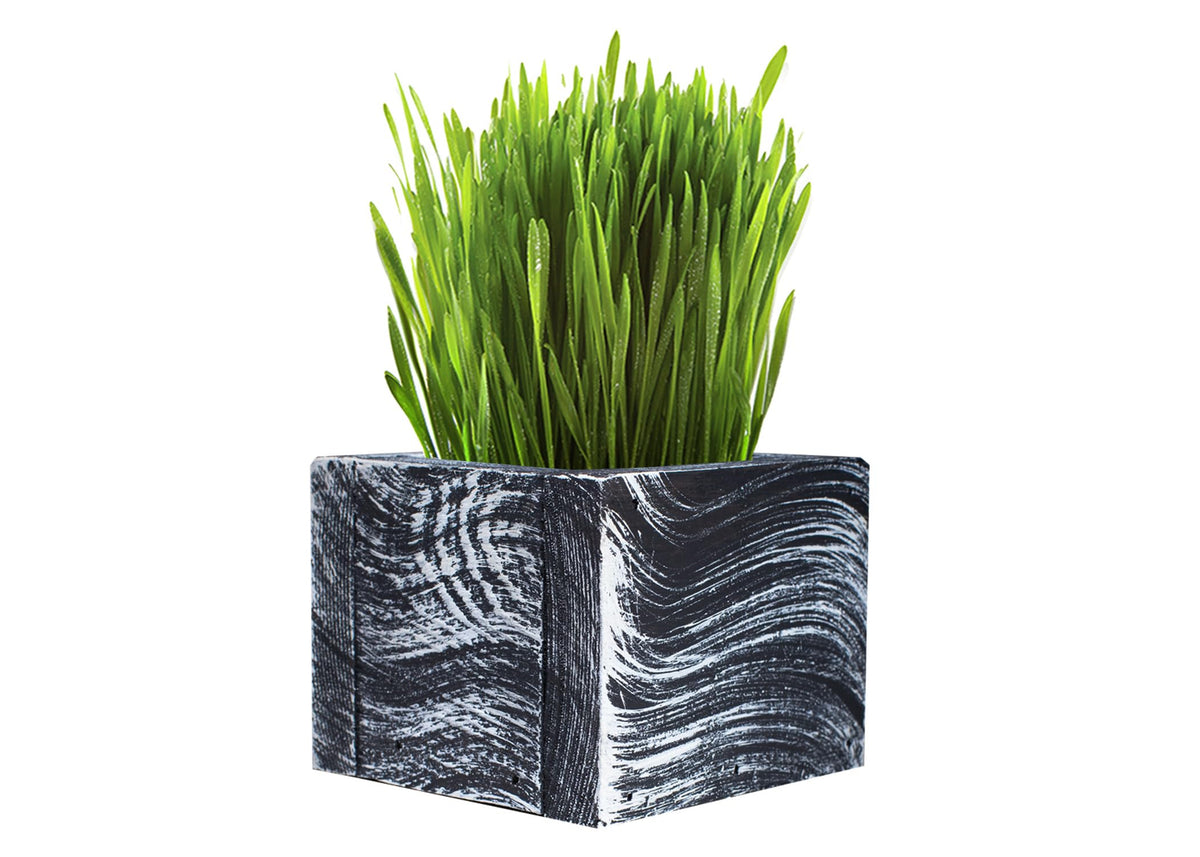 Organic Cat Grass Kit with Planter, Seeds and Soil D595