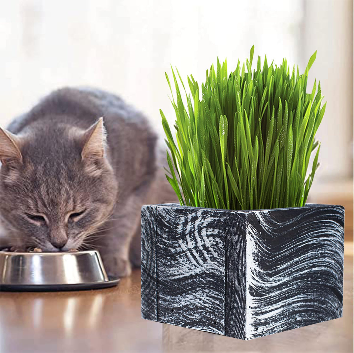 Organic Cat Grass Kit with Planter, Seeds and Soil D595