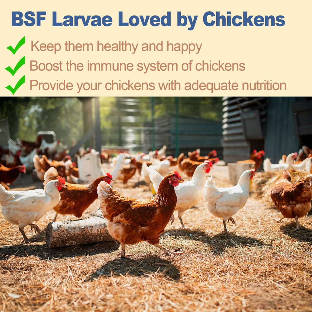 Black Soldier Fly Larvae Chicken Feed 20LB N127106