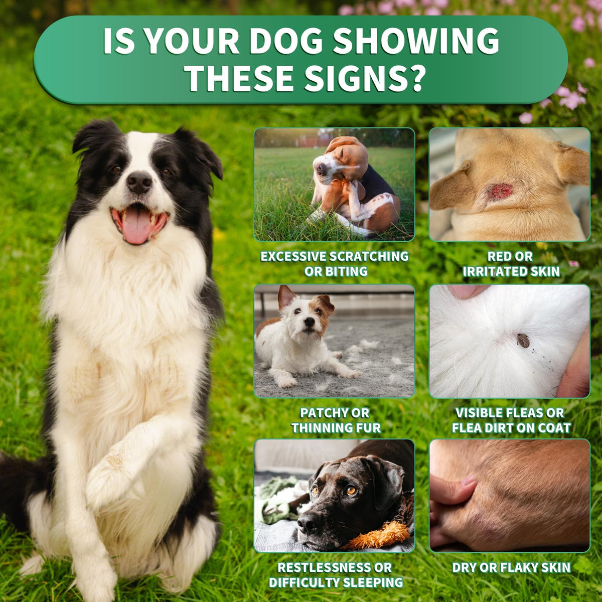 Flea and Tick Prevention for Dogs Chewables N194675